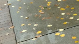 Fall leaves in rain