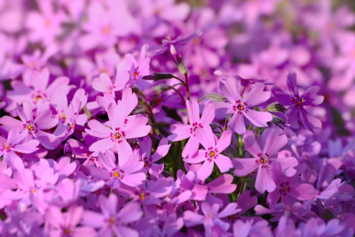 phlox subulata